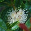 Eugenia uniflora